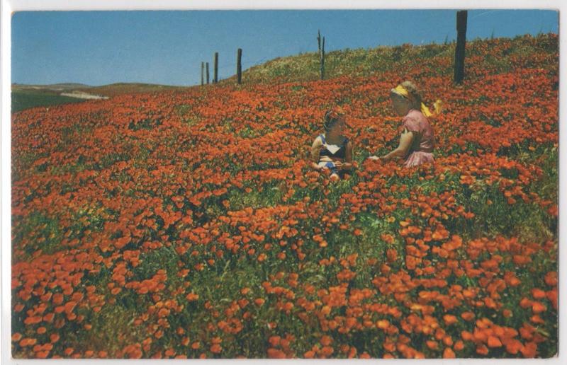 California Poppies State Flower Field 2 Girls Picking Flowers Vintage Postcard