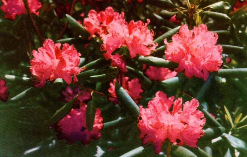 Rhododendron,Flowers,Blue Ridge Parkway