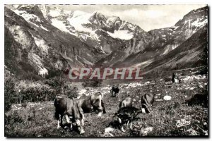 Postcard Ancient Landscapes Alpestres Pasture mountain we Cows