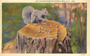 Nut Cracker - Squirrel - Catskill Mountains New York pm 1942