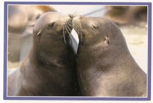 Sea Lion Pair - California Sea Lions Pier 39 - San Francisco, California