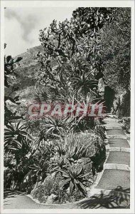 Old Postcard Exotic Garden of Monaco Aloes various Opuntia tomentosa