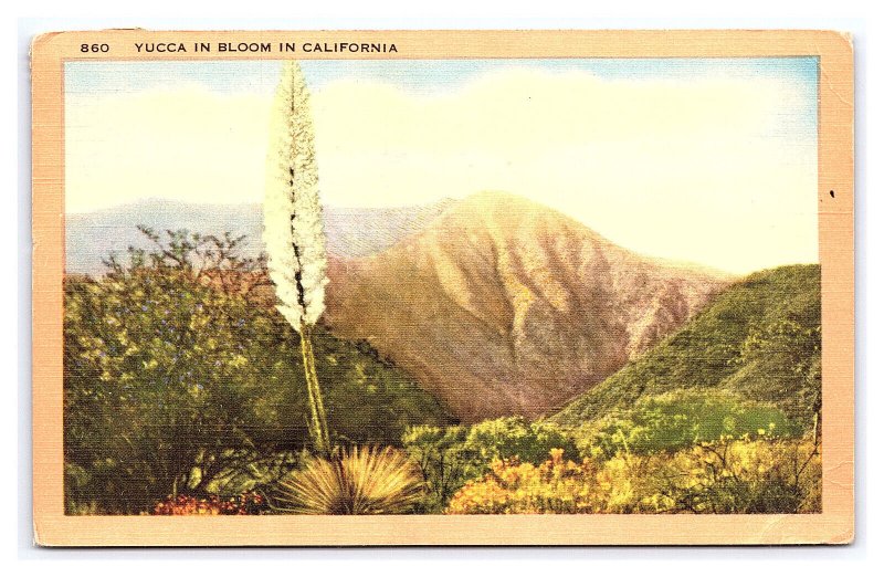 Yucca In Bloom In California c1954 Postcard 