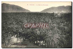 Old Postcard From The Sea Palms Figuig