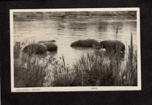 Africa Uganda Hippos Animals Real Photo RPPC Postcard RP