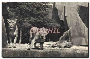 Modern Postcard Lion and lionesses their plateay Paris Vincennes Zoo