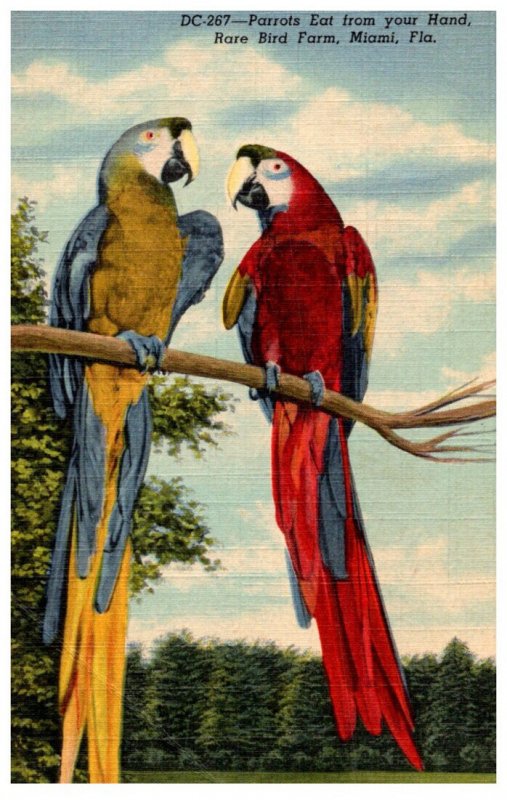 Parrots