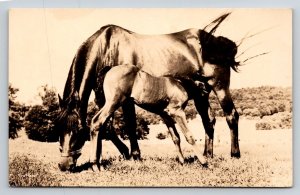 RPPC  Horse  Mother With Pony      Postcard