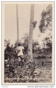 RP: Sumatra - Monkey Climbing for Coconuts, Indonesia , 20-30s