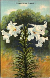 BERMUDA Lilies Linen Vintage Postcard PM Pelahatchie Mississippi JK3