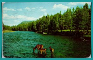 Elk Drinking In The River - [MX-762]