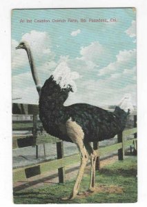1909 At The Cawston Ostrich Farm, So. Pasadena, California Postcard
