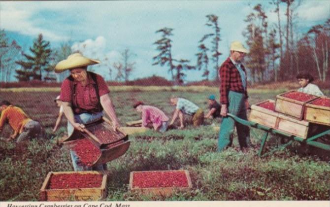 Harvesting Cranberries On Cape Cod Massachusetts