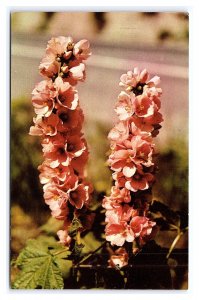 Wild Hollyhock Yellowstone National Park Wyoming Postcard