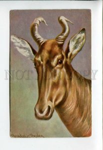 3160672 HUNT antelope by DONADINI Vintage Colorful PC