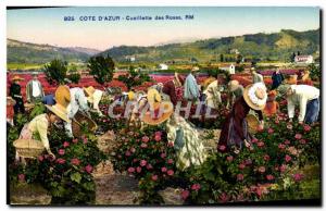 Old Postcard picking roses Cote d & # 39Azur