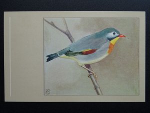 Bird Theme PEKIN ROBIN c1950s Postcard by P. Sluis Series 2 No.24