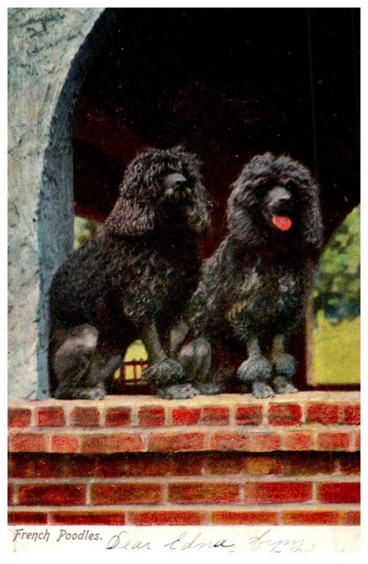 Dog , French Poodles