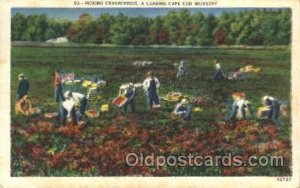 Picking Cranberries Farming, Farm, Farmer  1955 