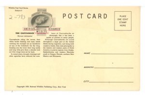 Birds - Canvasback  (Female & Male)