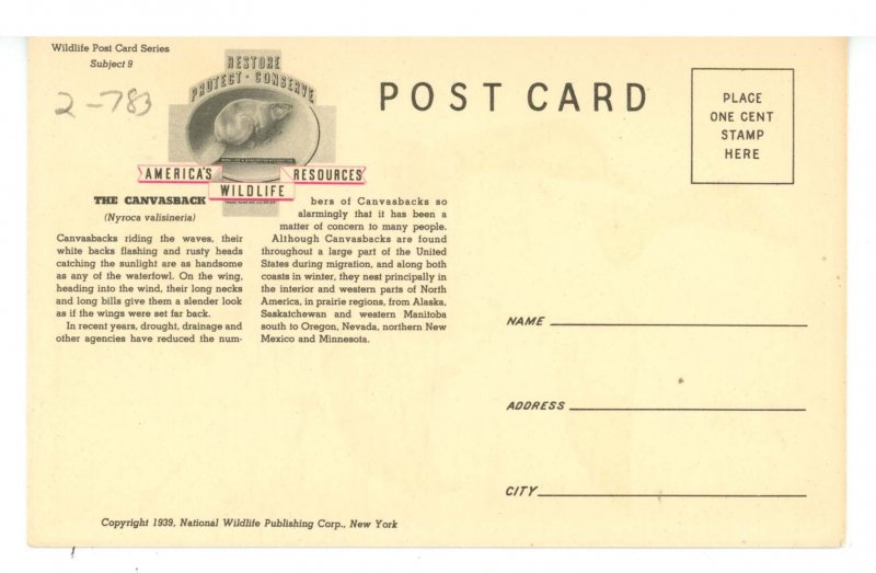 Birds - Canvasback  (Female & Male)