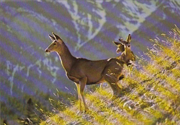 Canada Mule Deer Doe With Twin Fawns