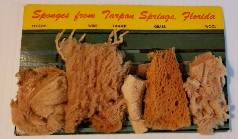 VTG Postcard 1960s real sponges from Tarpon Springs Florida dried unposted  488