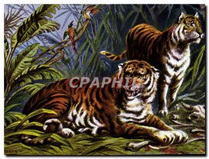 Old Postcard Felin Tigers Tiger