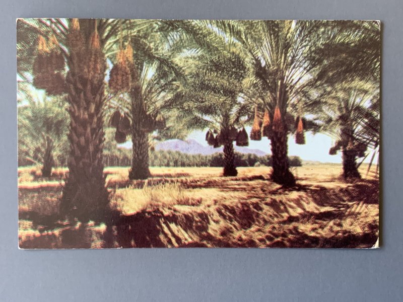 Date Palm Grove Coachella Valley CA Chrome Postcard A1154085416