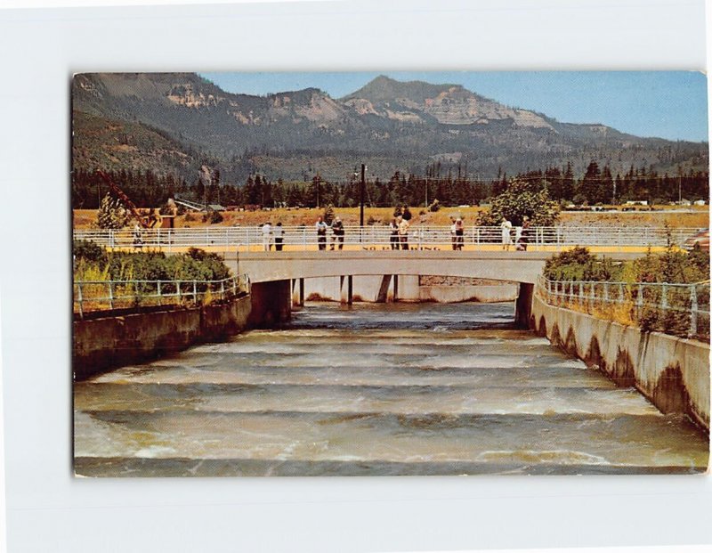 Postcard Fish Ladders At Bonneville Dam