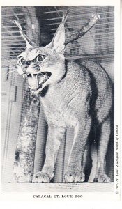 Caracal    St Louis Zoo