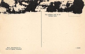 Rope Tree Trinidad Postcard