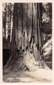 REDWOOD HWY CALIFORNIA LANE'S REDWOOD FLAT REAL PHOTO POSTCARD 1920-30s