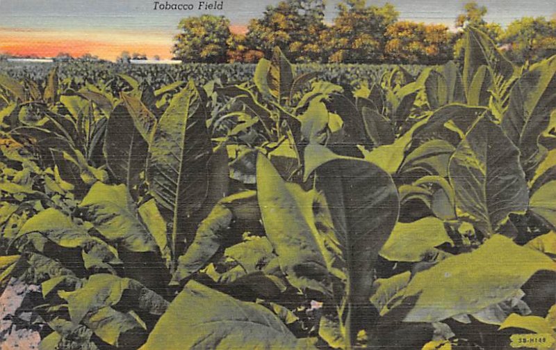 Tobacco Fields Tobacco Unused 