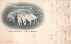 FRANKFORT MICHIGAN PIGS NURSING POSTCARD (c. 1905)