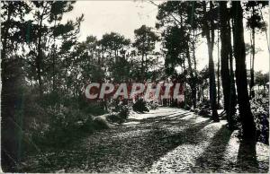 Modern Postcard Zion on Ocean (Vendee) in Saint Jean de Monts Chemin sous Bois