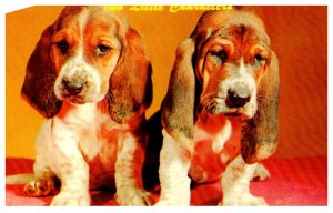 Dogs ,  Basset  Pups