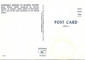 Postcard Black Widow Spider Cincinnati  Museum Natural History PCBT4