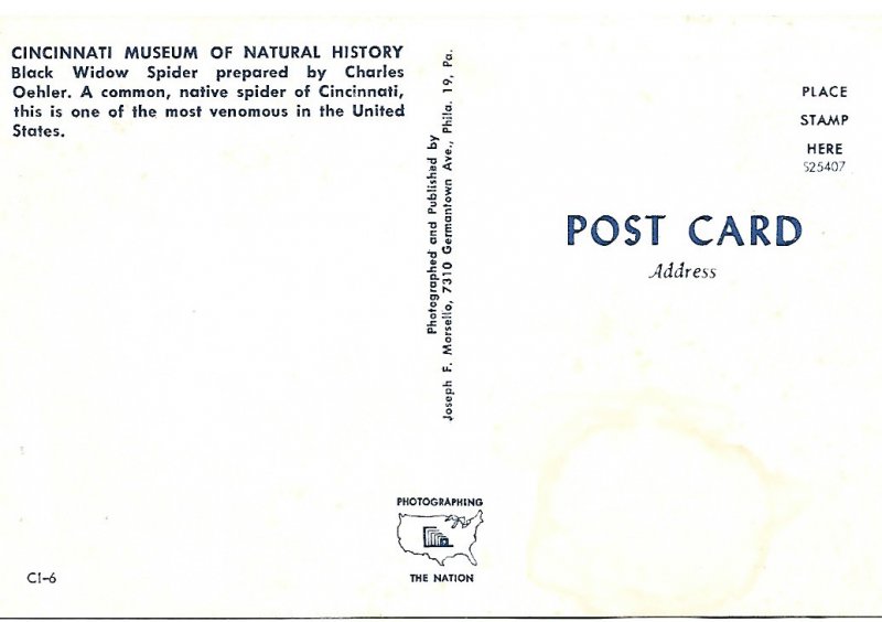 Postcard Black Widow Spider Cincinnati  Museum Natural History PCBT4