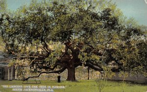 LP04 South Jacksonville  Florida Postcard Largest Live Oak Tree in FLA