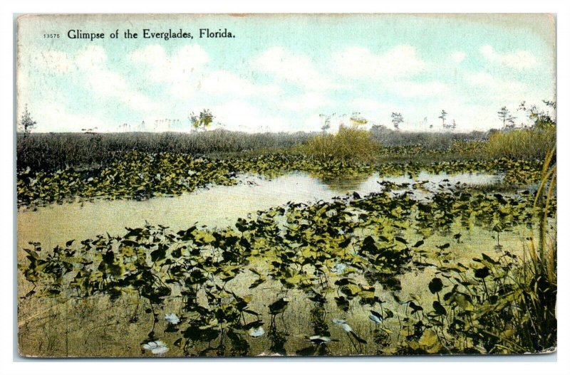 Early 1900s Glimpse of the Everglades, FL Postcard *6L(3)3 