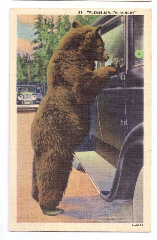 Begging Bear at Car Window 1939 Vintage Linen Postcard