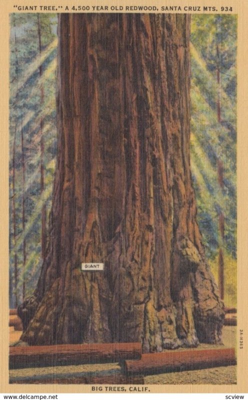 SANTA CRUZ Mountains, California, 1930-40s; Giant Tree, a 4,500 Year Old Re...