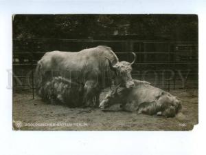 157801 Zoologischen Garten Berlin YAK Vintage Photo PC