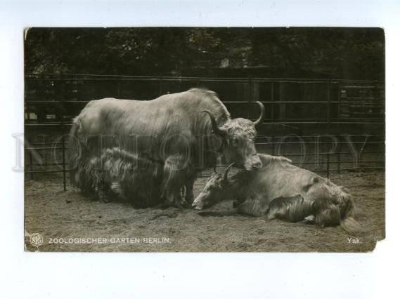 157801 Zoologischen Garten Berlin YAK Vintage Photo PC
