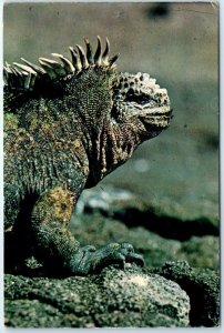 M-87292 Galapagos Marine Iguana From Isla Isabela Ecuador