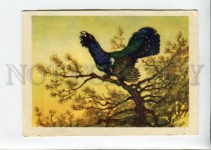 3144085 HUNT Tetrao Black Grouse by RIZNICH Old Colorful PC