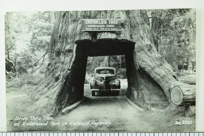 Circa 1930's-40's RPPC Chandelier Tree Car Driving Thru, Underwood Park CA P34