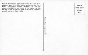 St Louis Missouri~Asiatic Elephant Performs Hual Dance~Trainer Vi 1952 Postcard