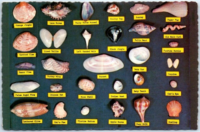 Postcard - Shell Chart, Chesapeake Bay Bridge-Tunnel, Virginia, USA 